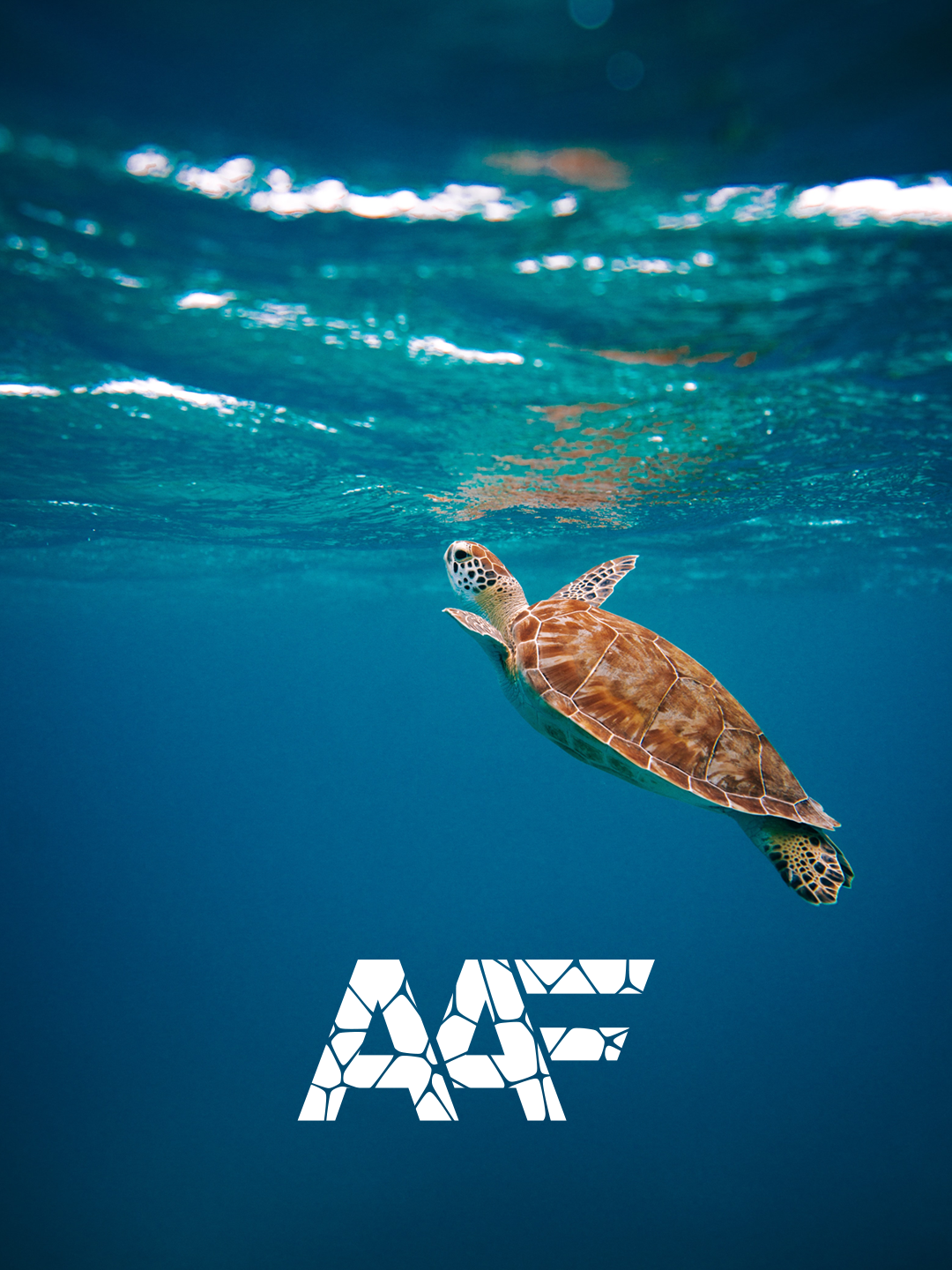 A loggerhead sea turtle behind the Animal Affinity logo design.