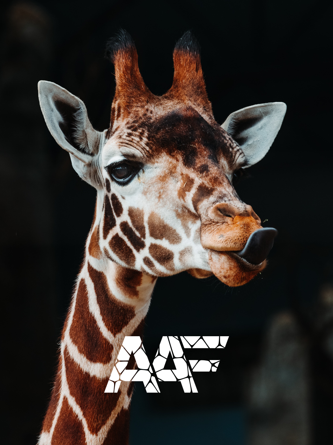 A giraffe poking out its tongue behind the Animal Affinity logo design.