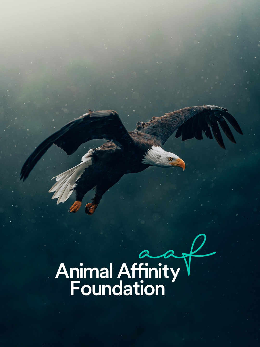 Animal Affinity logo design concept beneath a bald eagle.