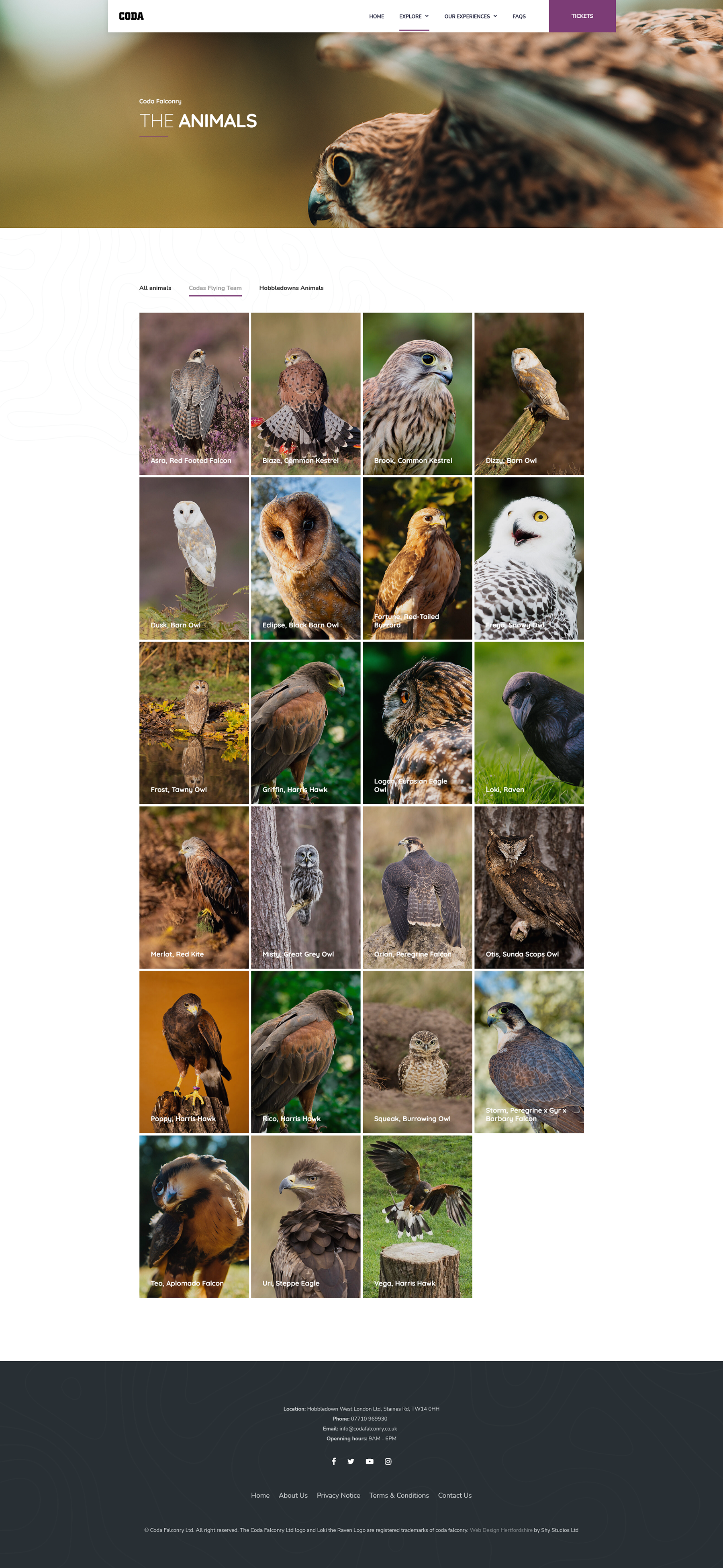 Meet the animals webpage design for Coda Falconry.