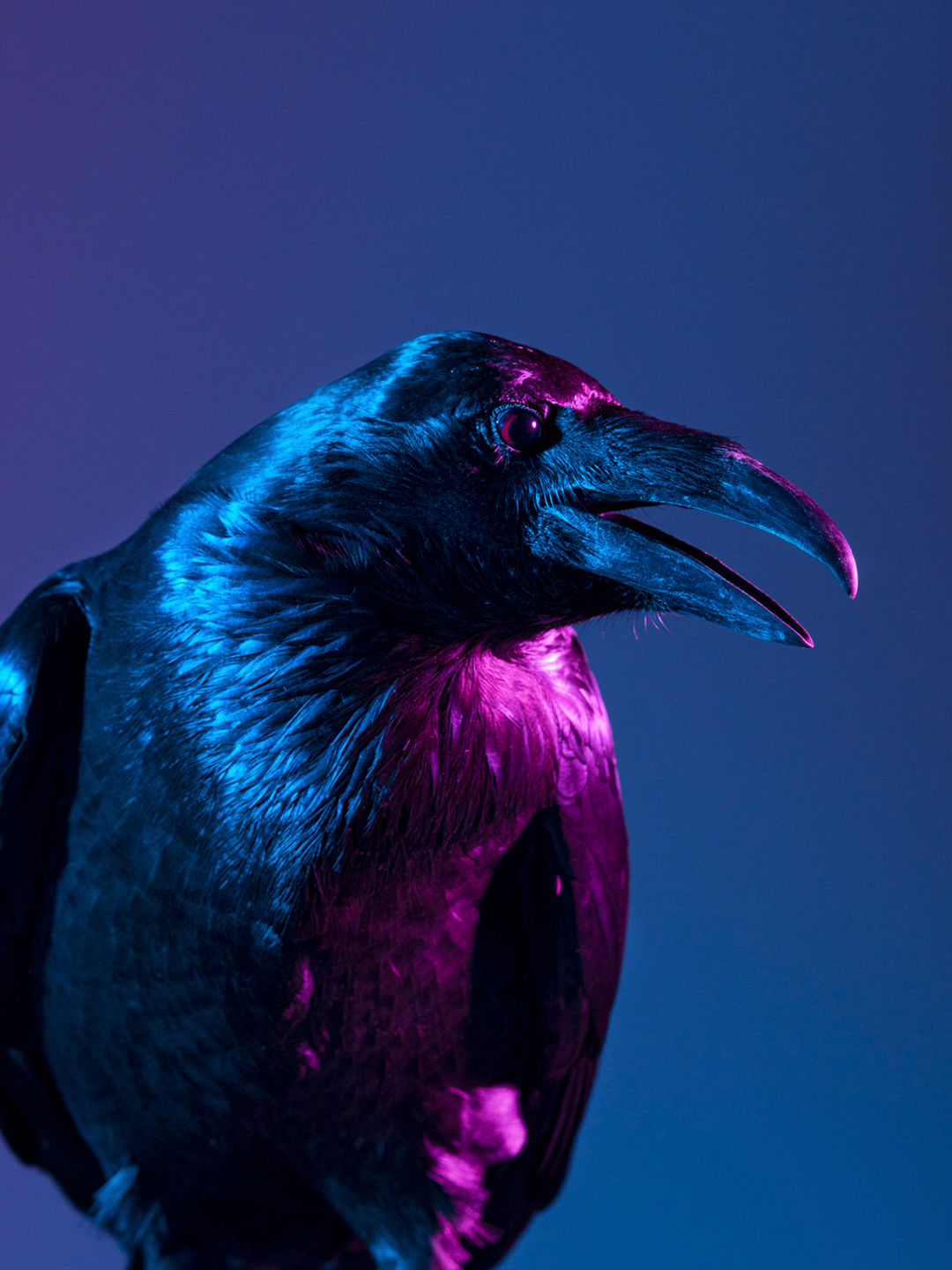 Loki The Raven studio photography portrait.