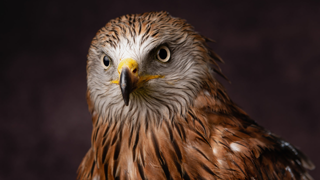 A studio portrait of Merlot, Coda Falconry's red kite.