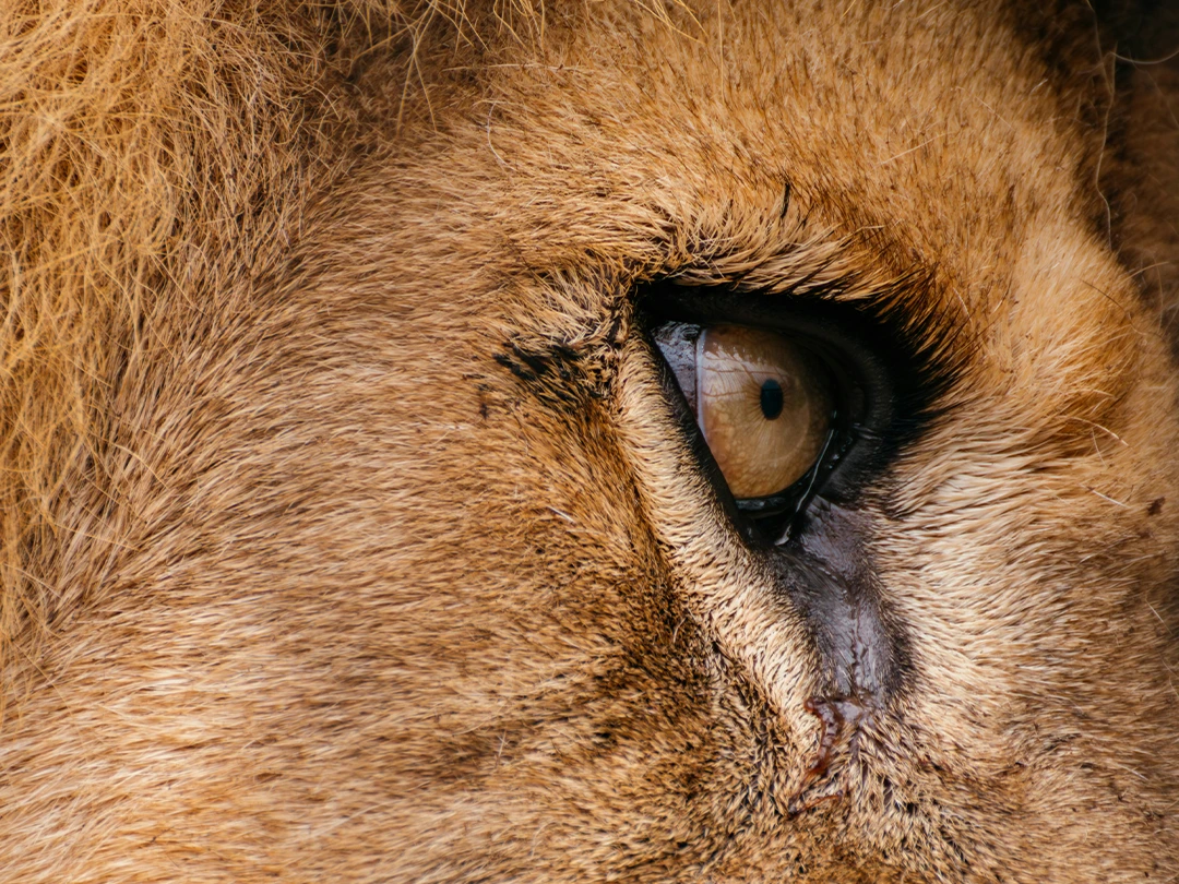 Lion's Eye Closeup.